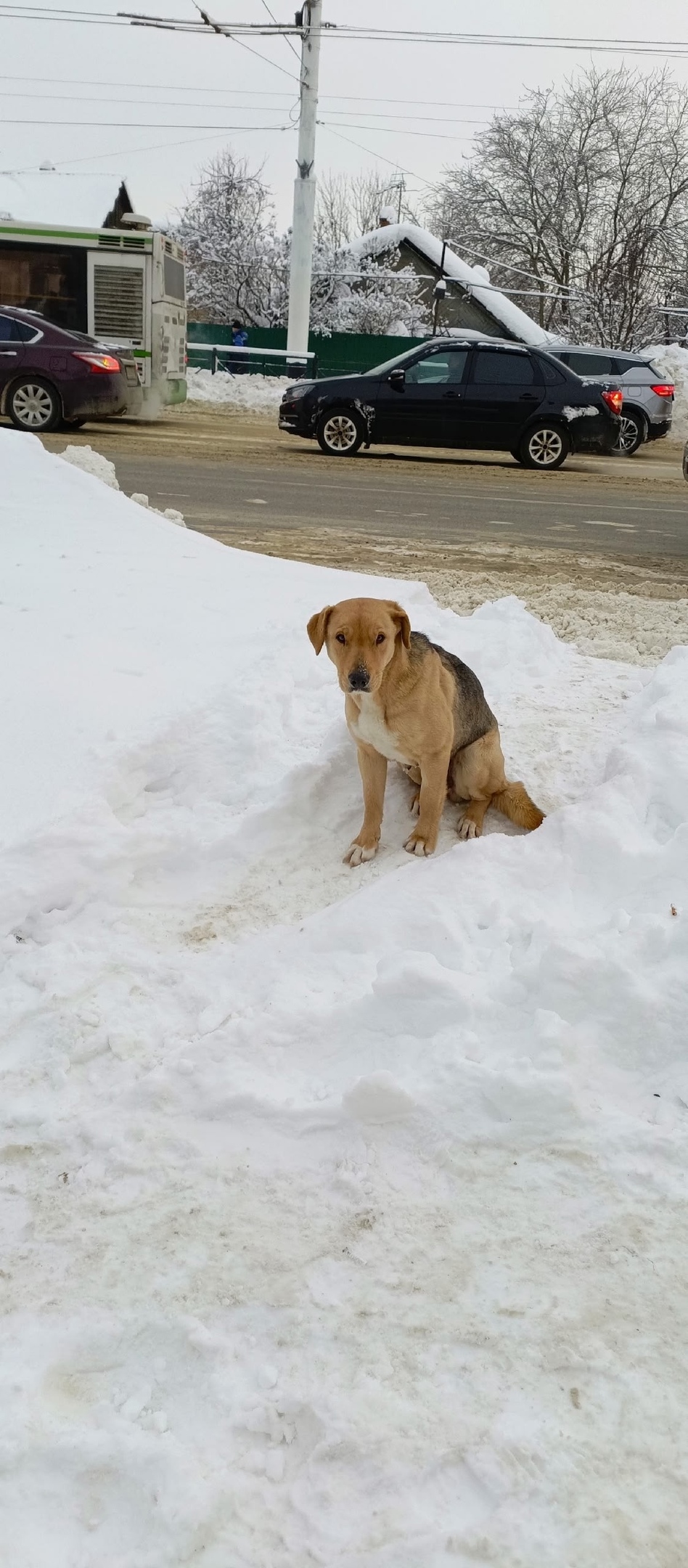 Пропала собака в Тамбове — фото объявления