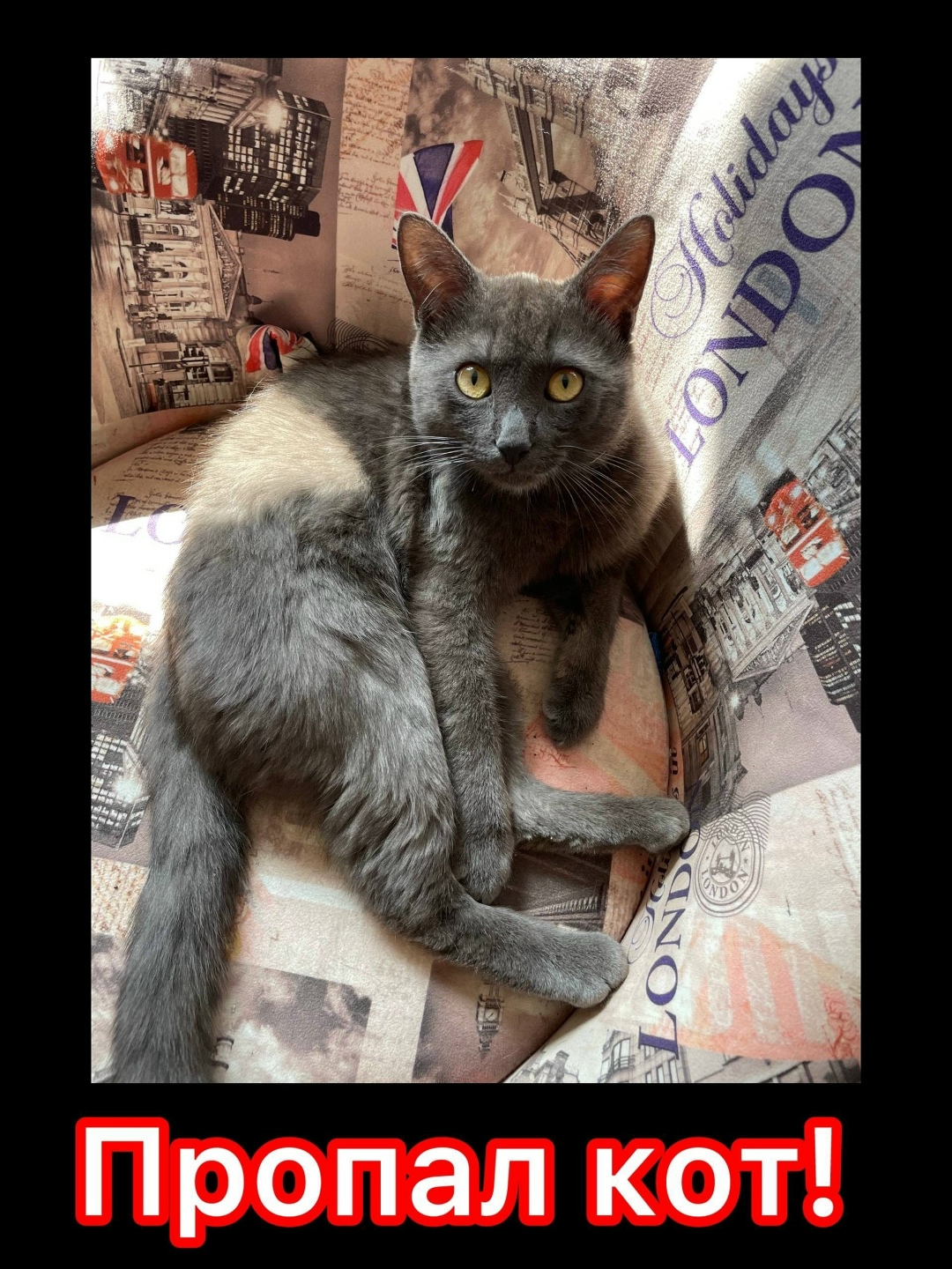 Найдена собака в Тамбове — фото объявления