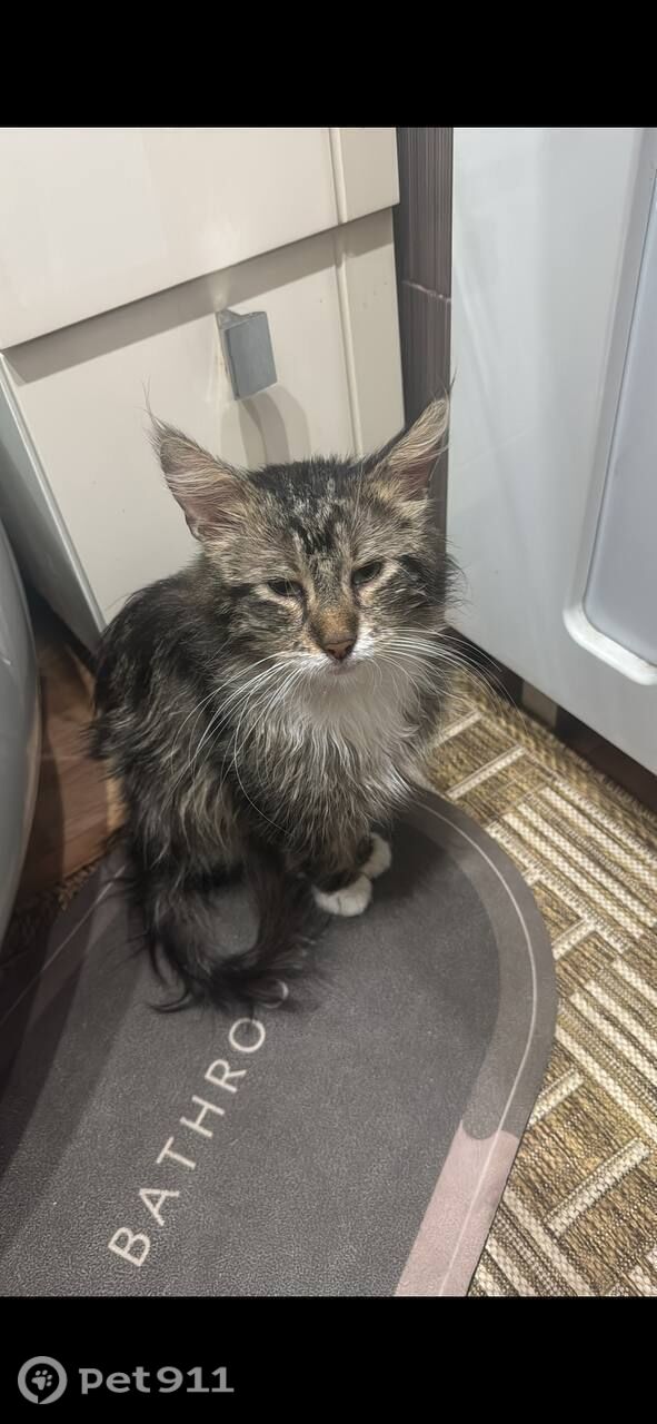 Пропала кошка в Тамбове — фото объявления