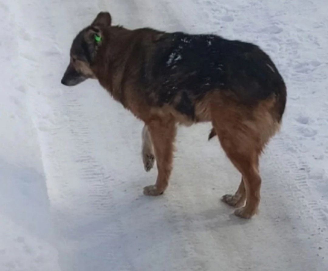 Пропала собака в Тамбове — фото объявления