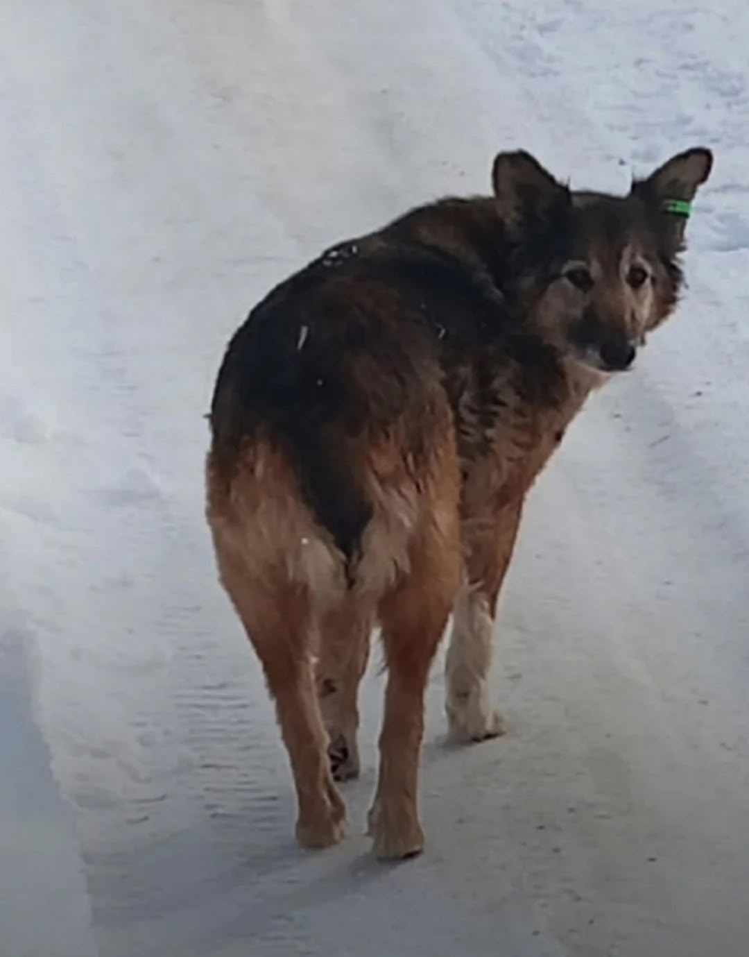 Пропала собака в Тамбове — фото объявления