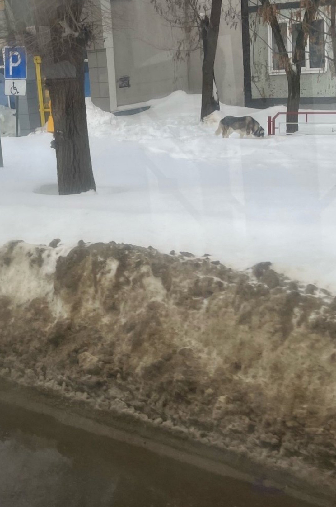 Пропала собака в Тамбове — фото объявления