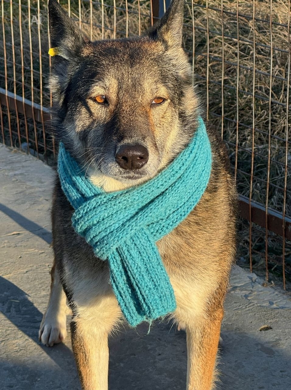 Найдена собака в Тамбове — фото объявления