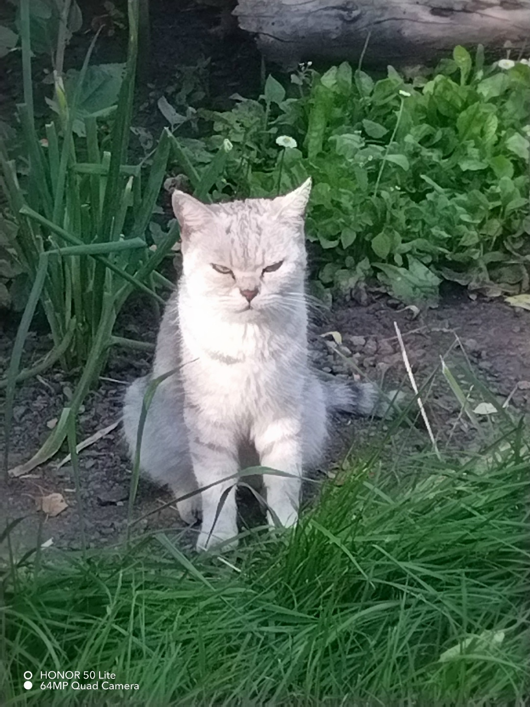 Найдена собака в Тамбове — фото объявления