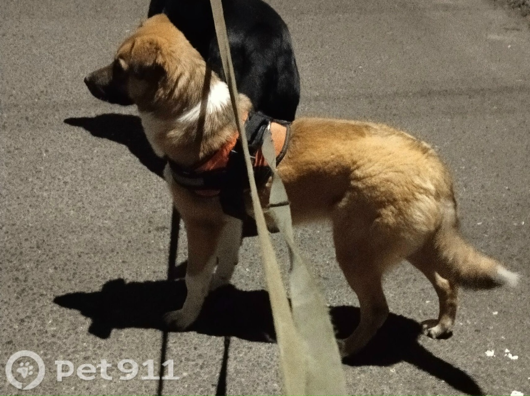 Найдена собака в Тамбове — фото объявления