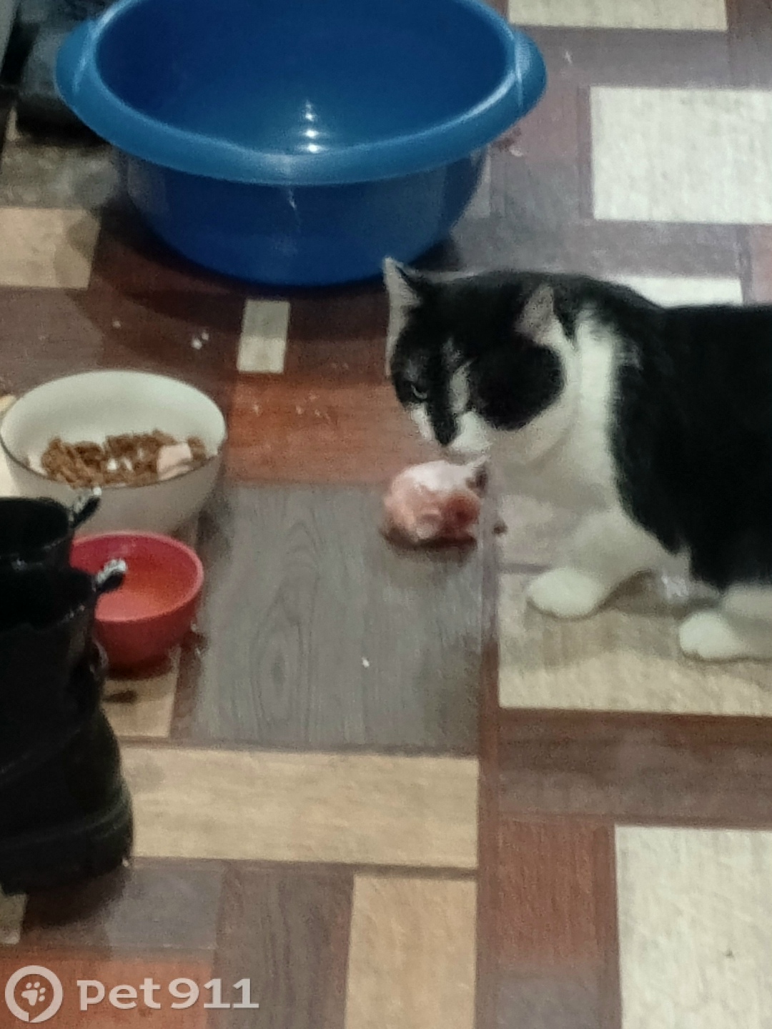 Пропала кошка в Тамбове — фото объявления