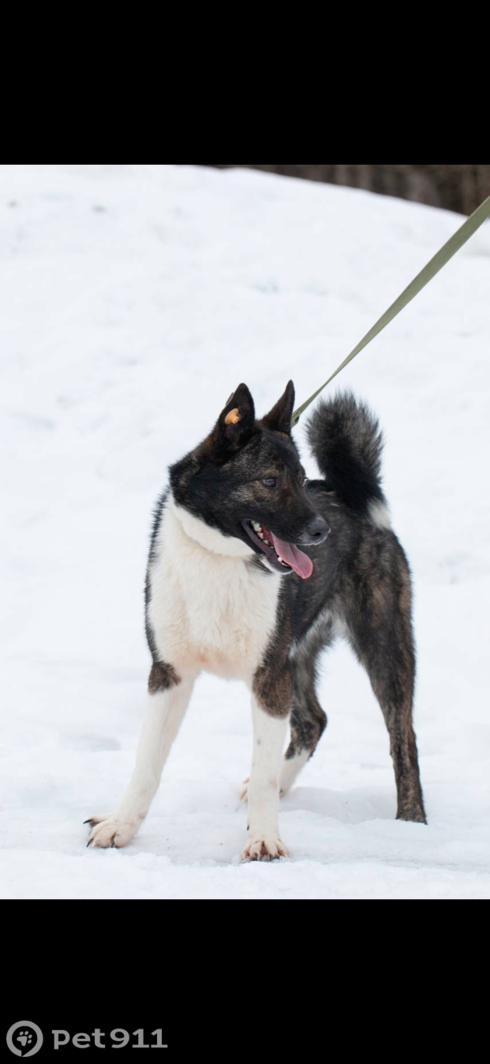 Пропала собака в Тамбове — фото объявления