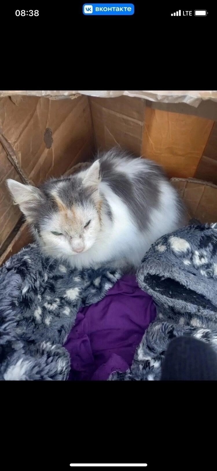 Найдена собака в Тамбове — фото объявления