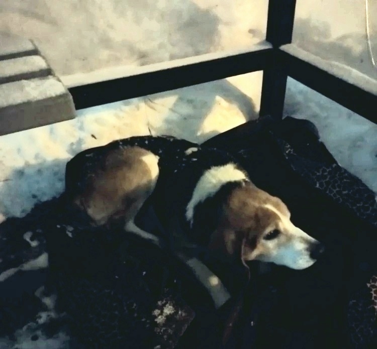 Найдена собака в Тамбове — фото объявления