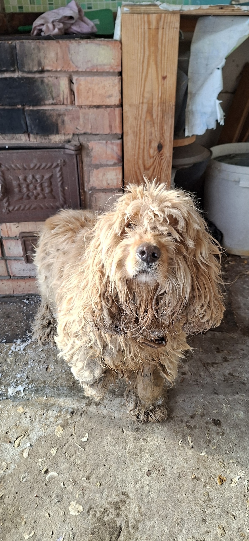 Найдена собака в Тамбове — фото объявления