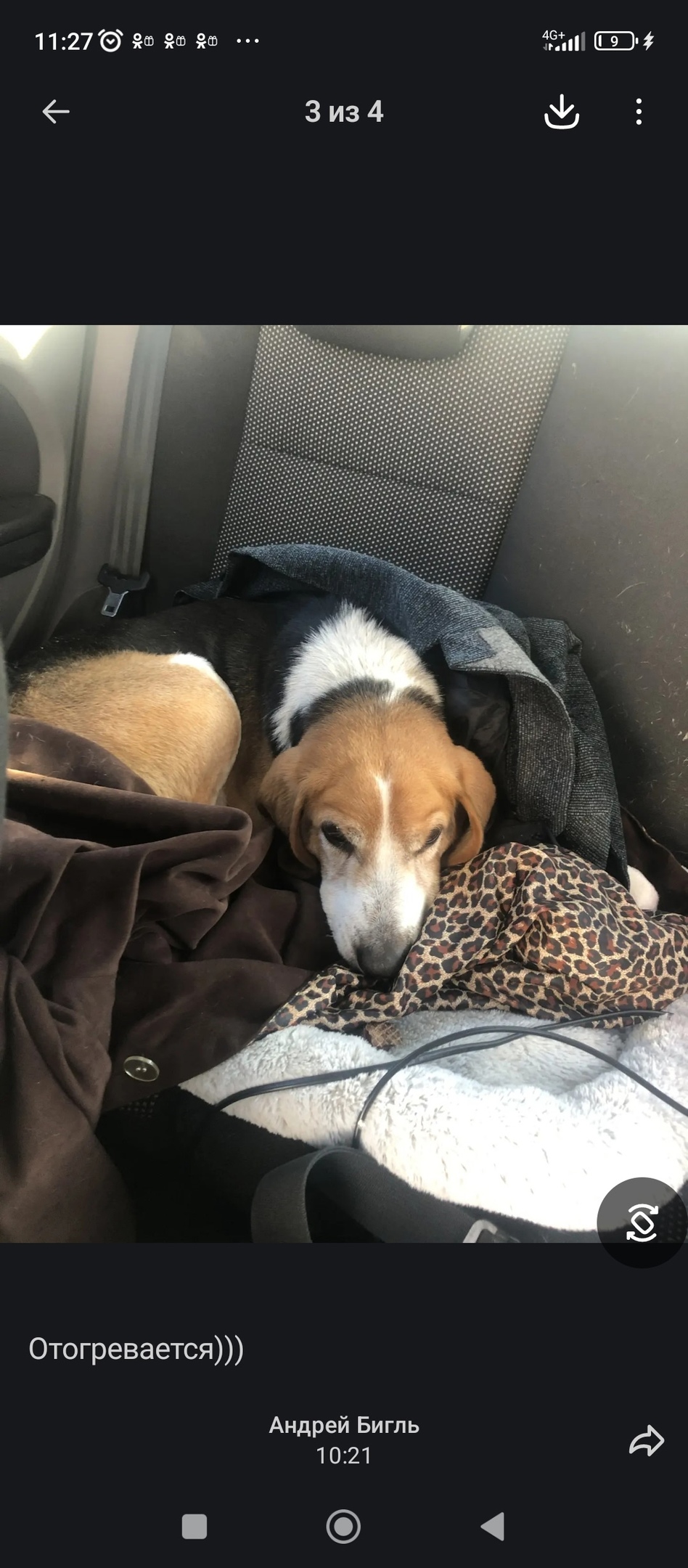 Найдена собака в Тамбове — фото объявления