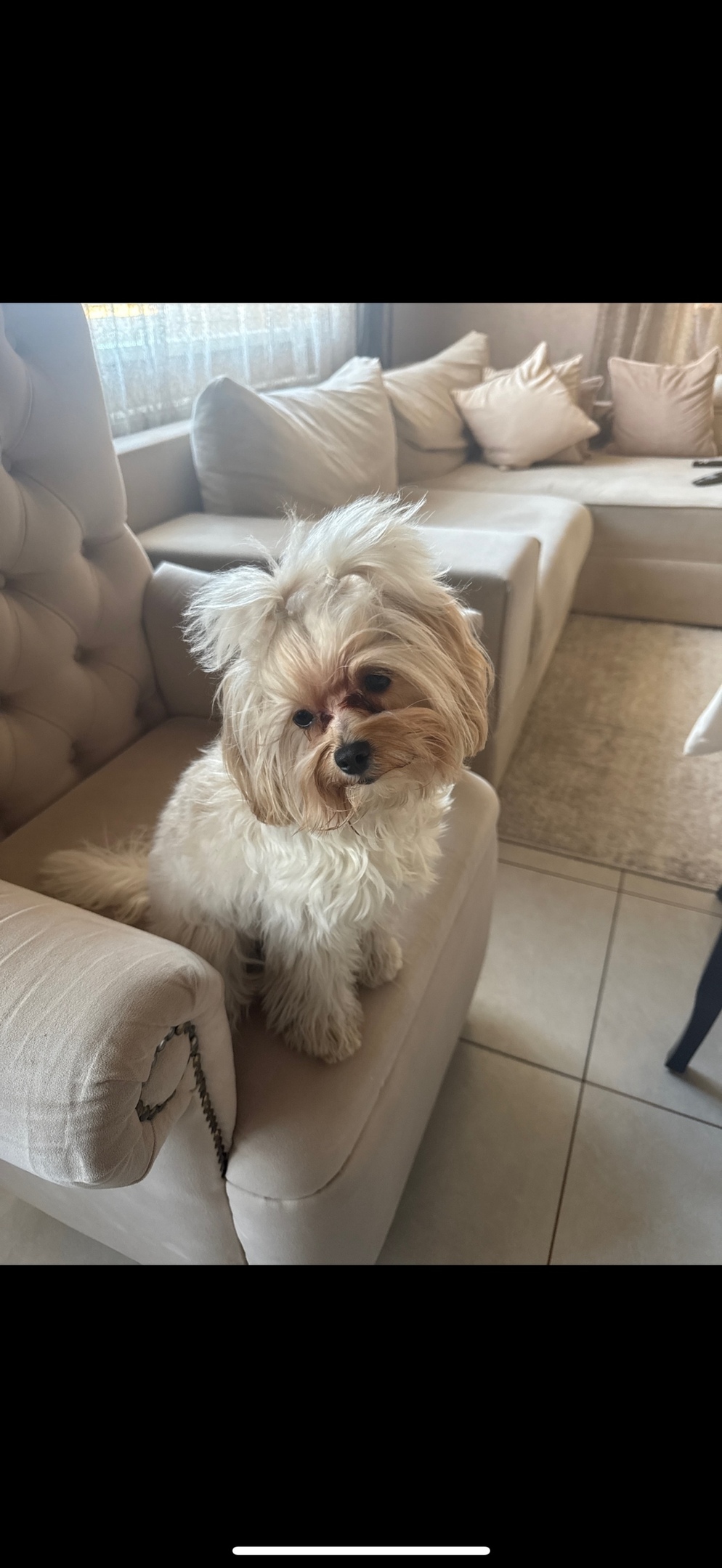 Найдена собака в Тамбове — фото объявления