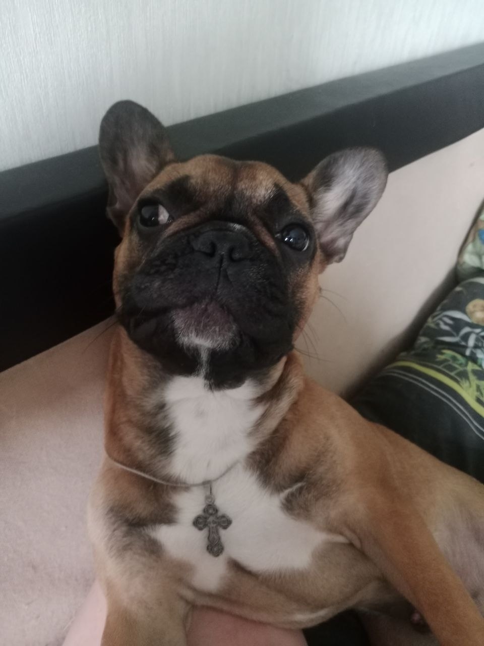 Пропала собака в Тамбове — фото объявления