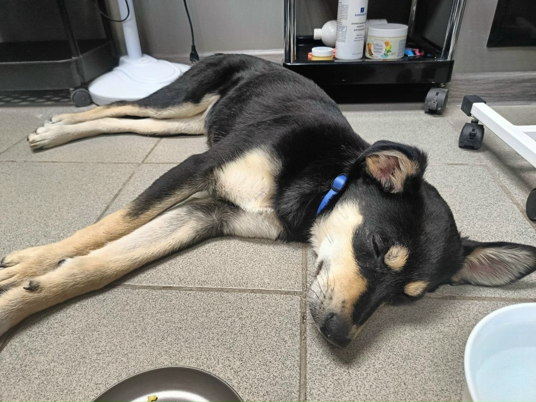 Пропала собака в Тамбове — фото объявления