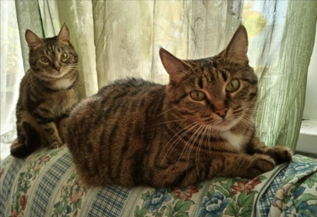 Найдена собака в Тамбове — фото объявления