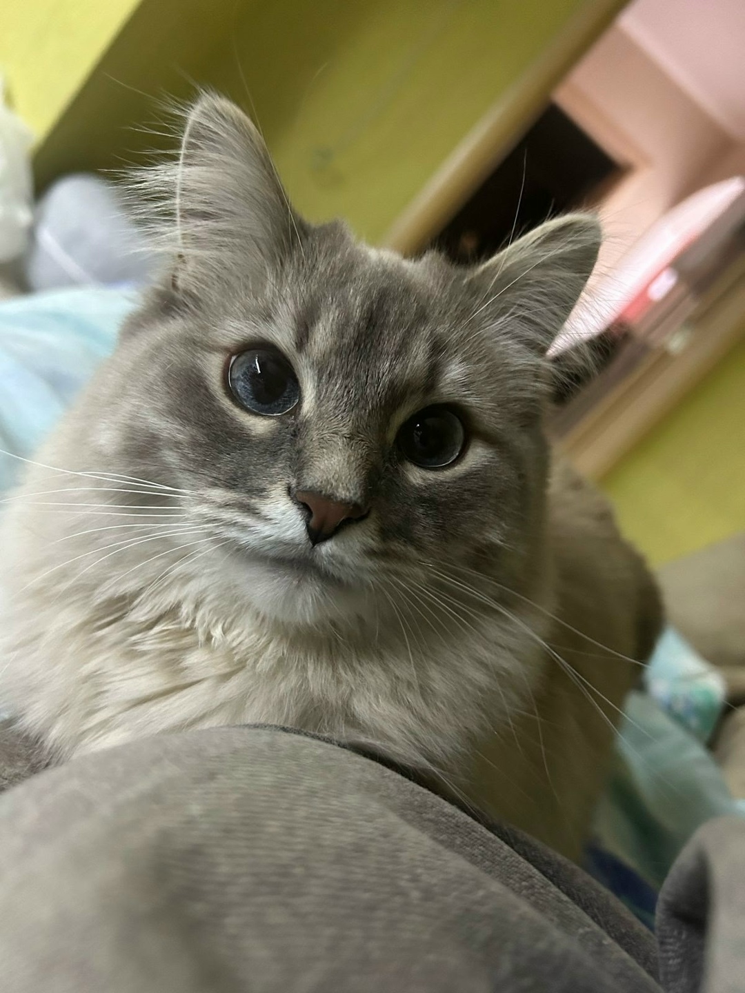 Найдена собака в Тамбове — фото объявления