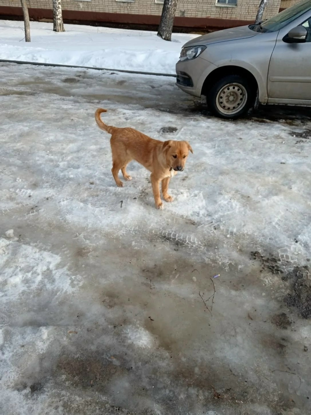 Найдена собака в Тамбове — фото объявления