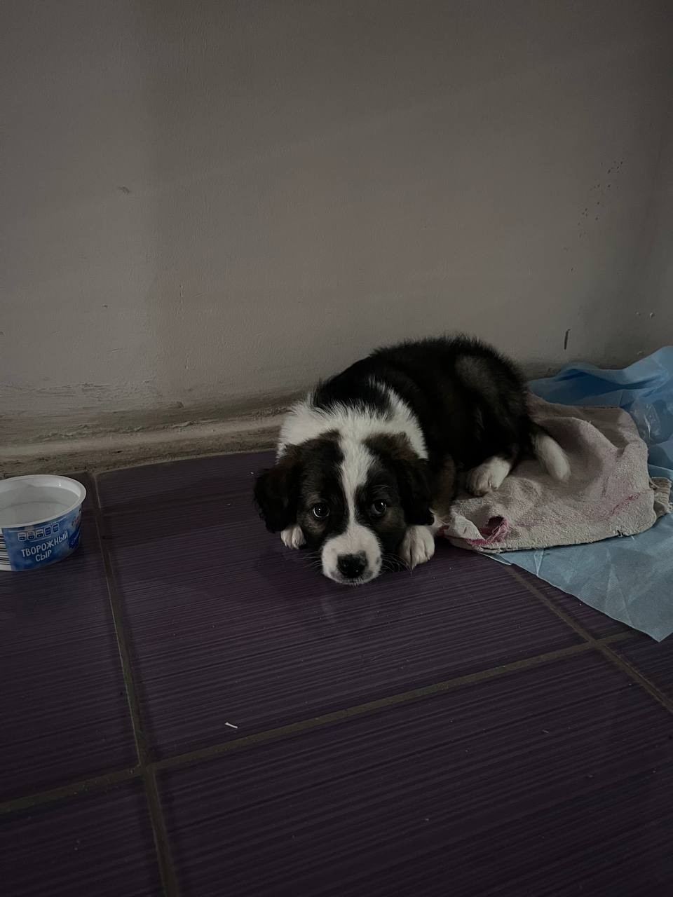 Найдена собака в Тамбове — фото объявления