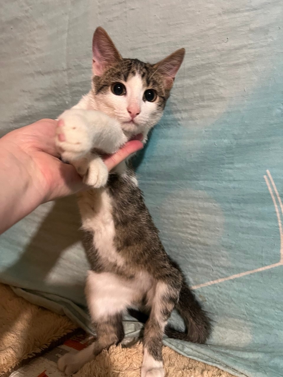 Найдена кошка в Тамбове — фото объявления