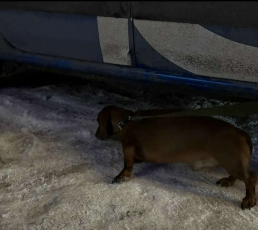 Найдена собака в Тамбове — фото объявления