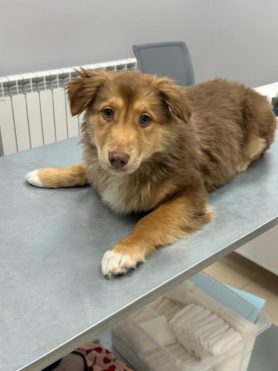 Найдена собака в Тамбове — фото объявления