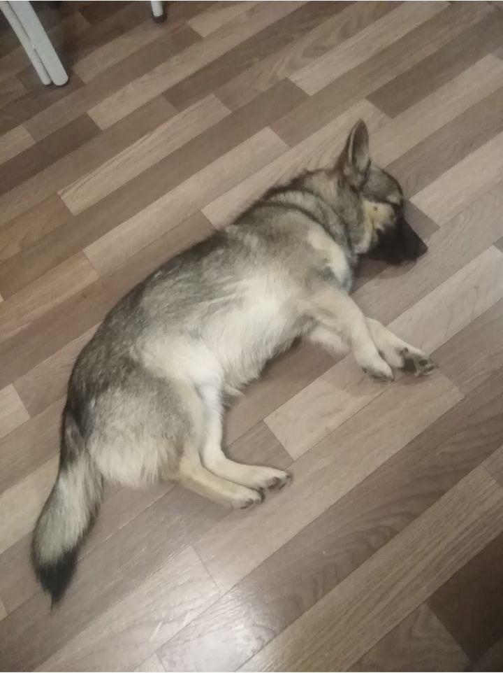 Пропала собака в Тамбове — фото объявления