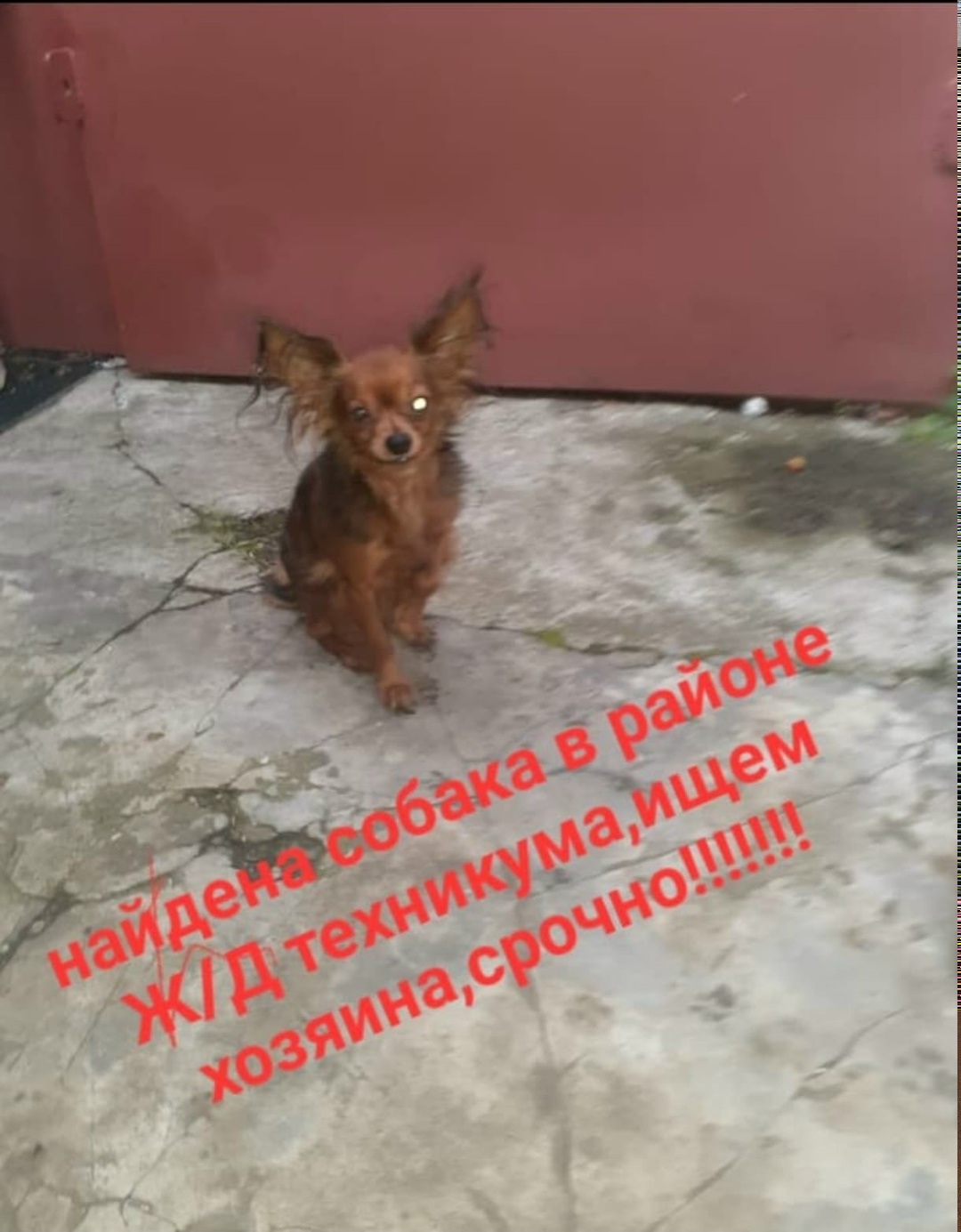 Найдена собака в Тамбове — фото объявления