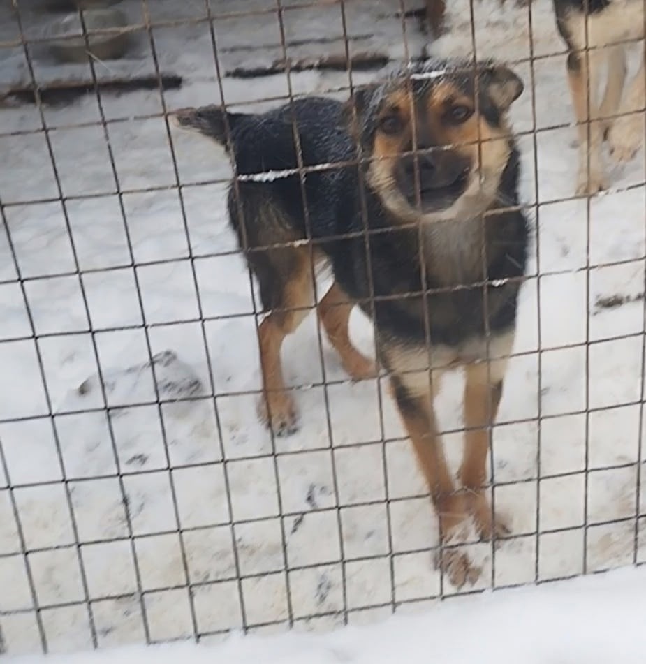 Найдена собака в Тамбове — фото объявления