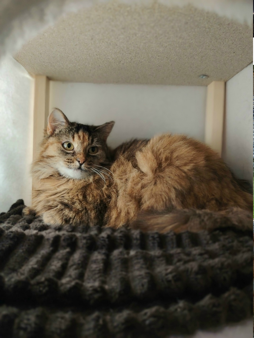 Найдена кошка в Тамбове — фото объявления