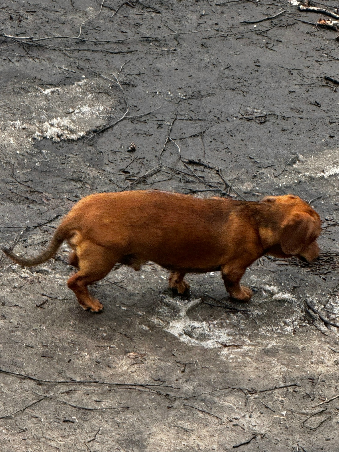 Пропала собака в Тамбове — фото объявления