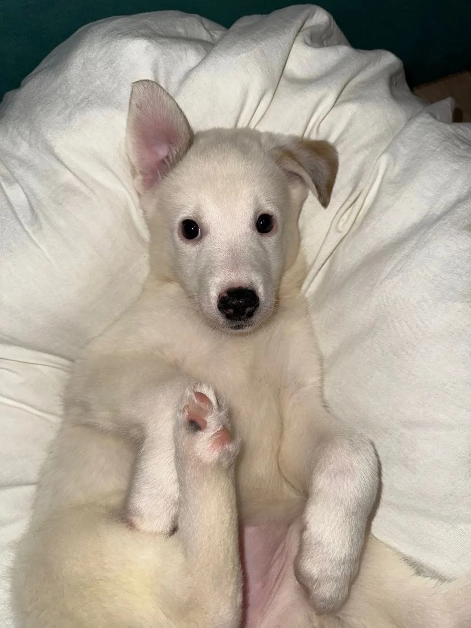 Найдена собака в Тамбове — фото объявления