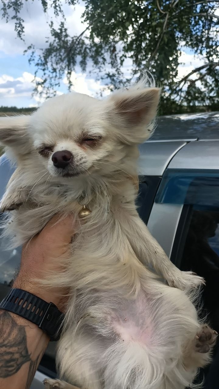 Найдена собака в Тамбове — фото объявления