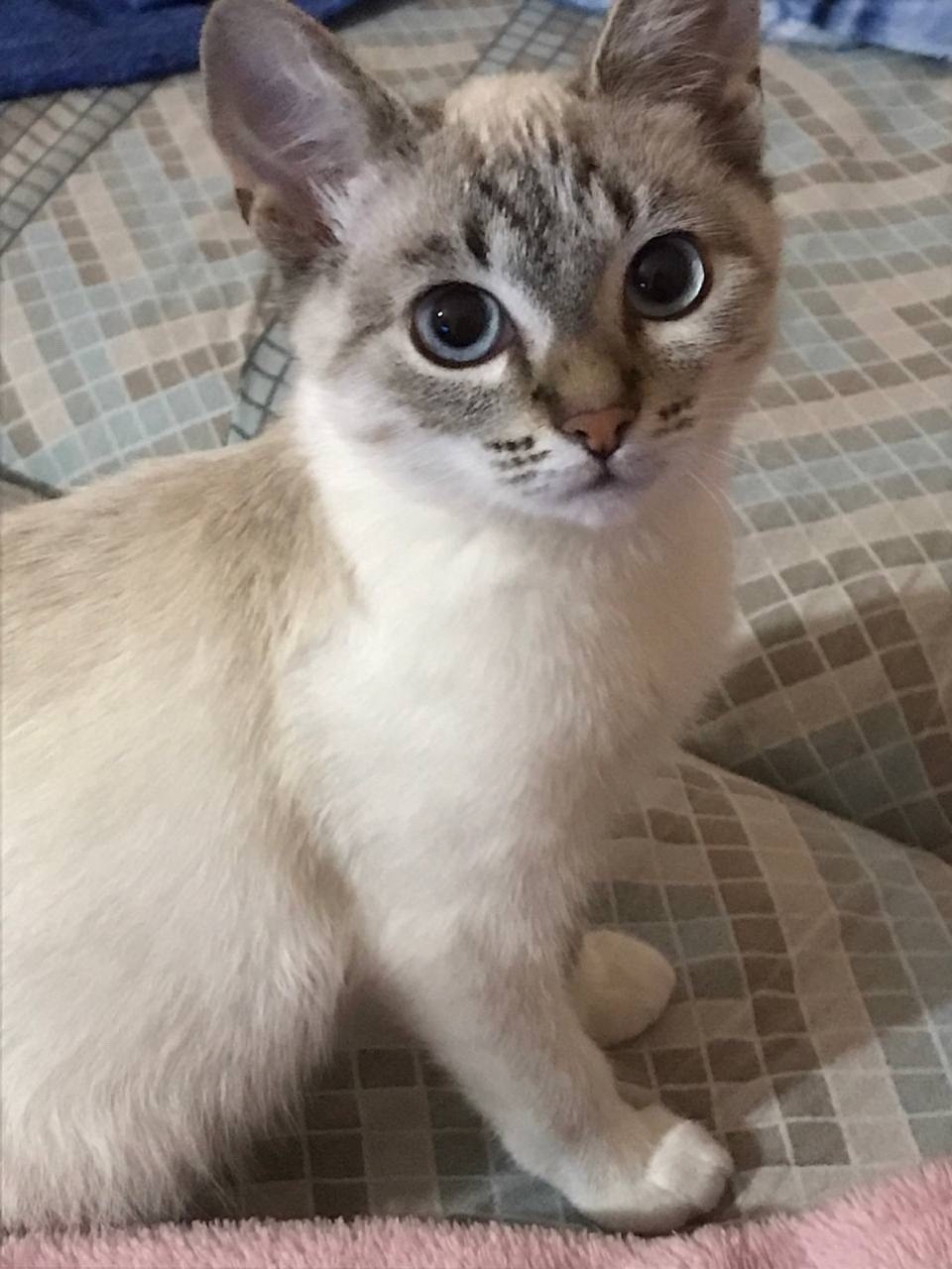 Пропала кошка в Тамбове — фото объявления