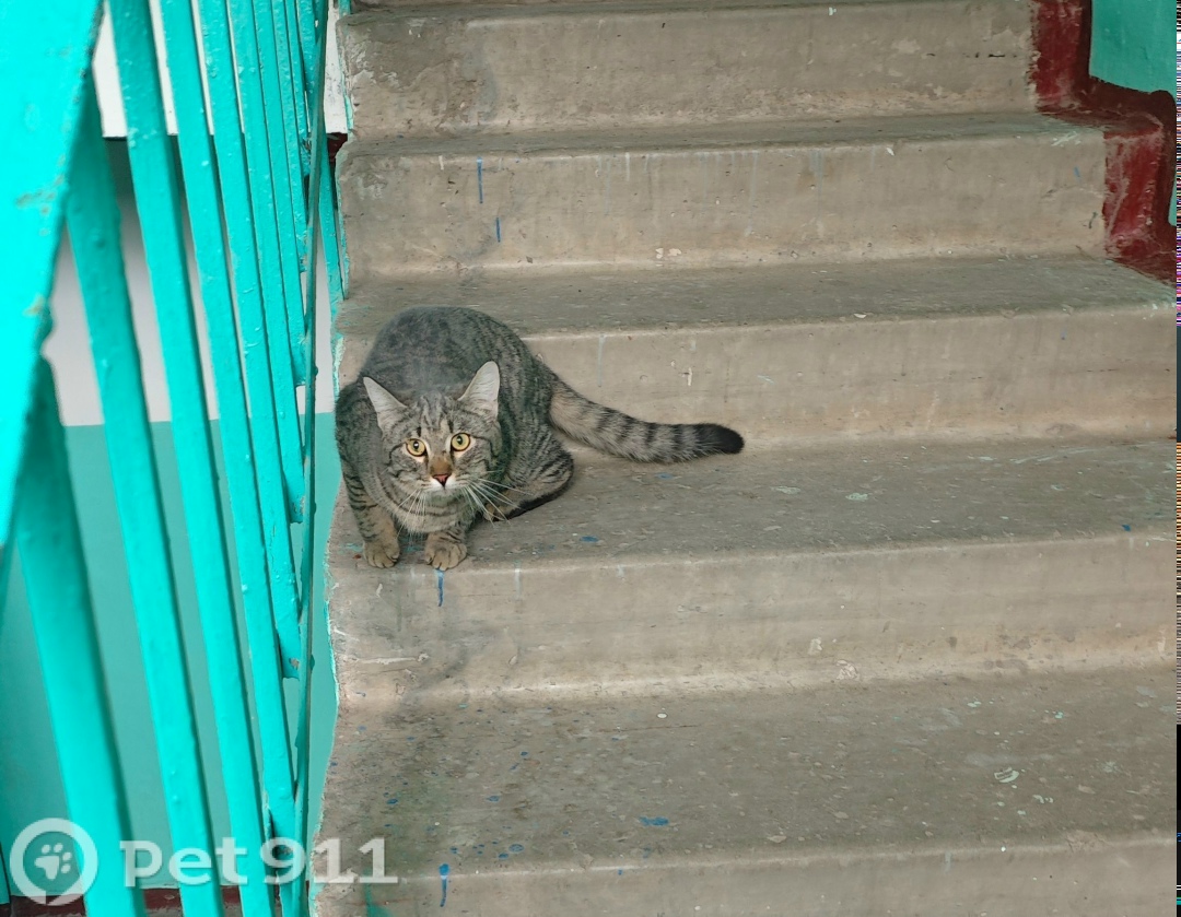 Найдена кошка в Тамбове — фото объявления