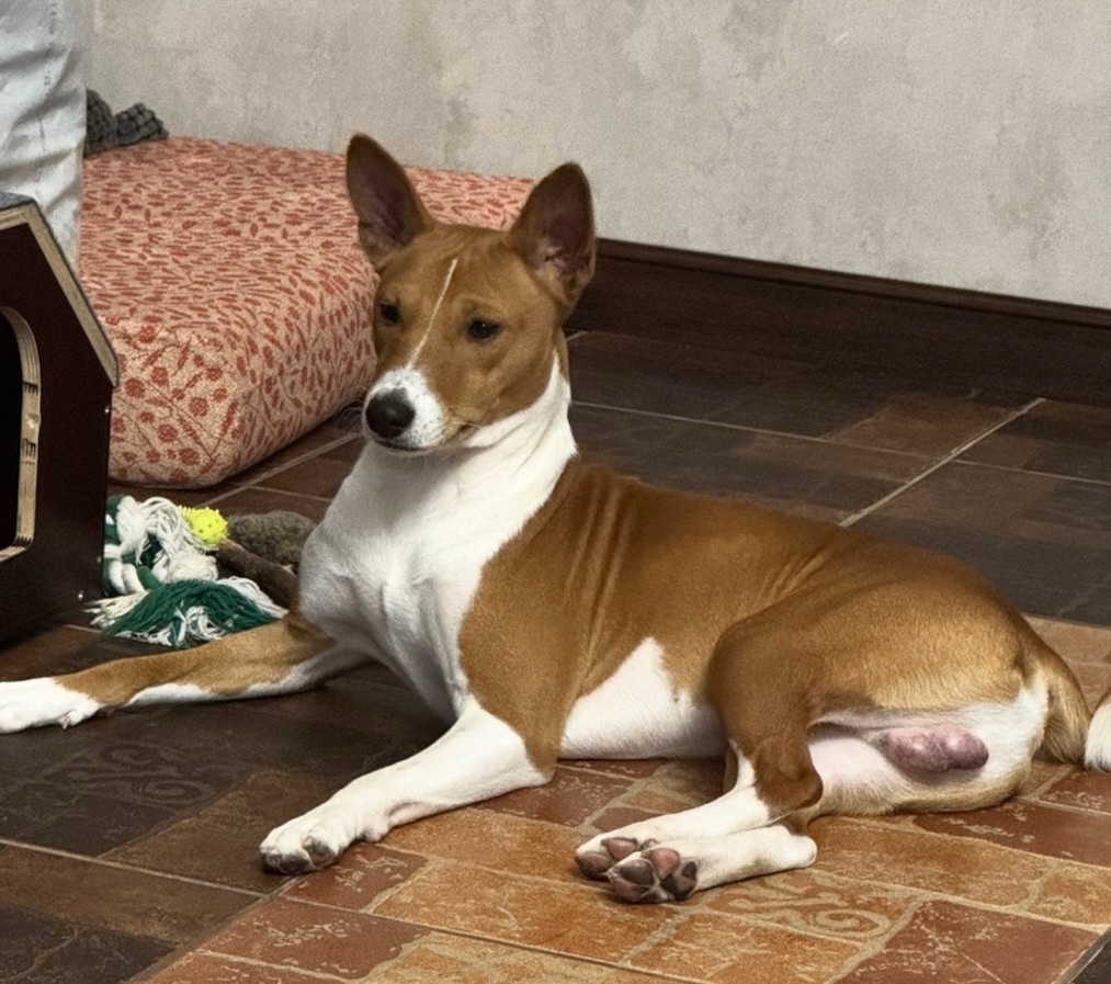 Пропала собака в Тамбове — фото объявления