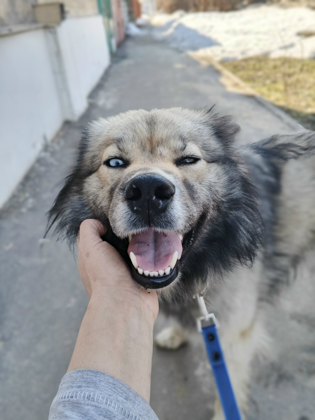 Найдена собака в Тамбове — фото объявления