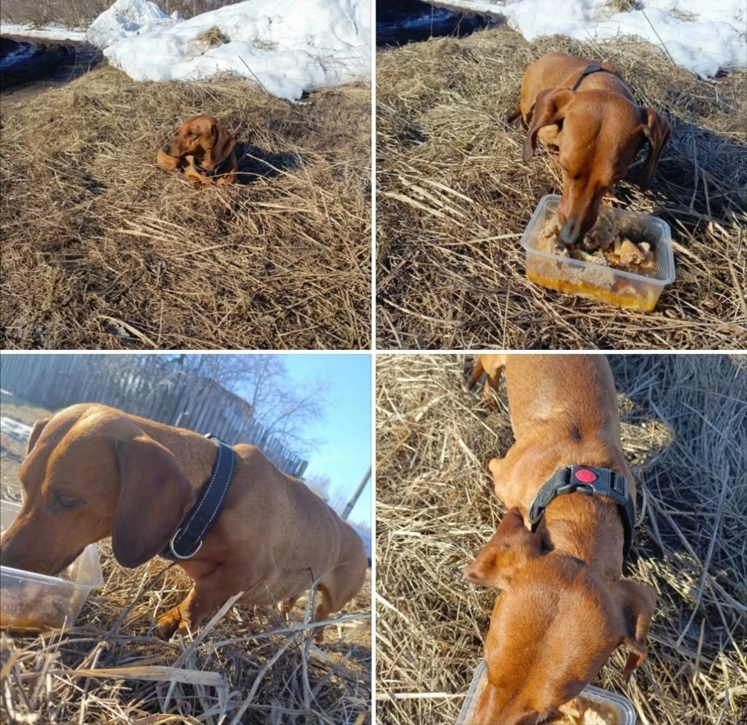 Пропала собака в Тамбове — фото объявления