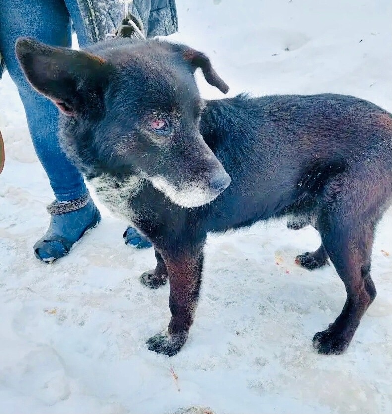 Найдена собака в Тамбове — фото объявления