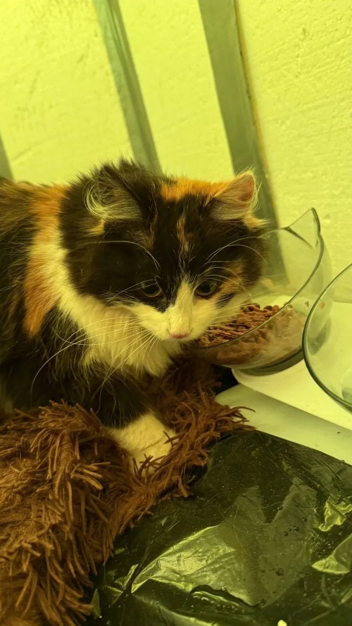 Найдена кошка в Тамбове — фото объявления