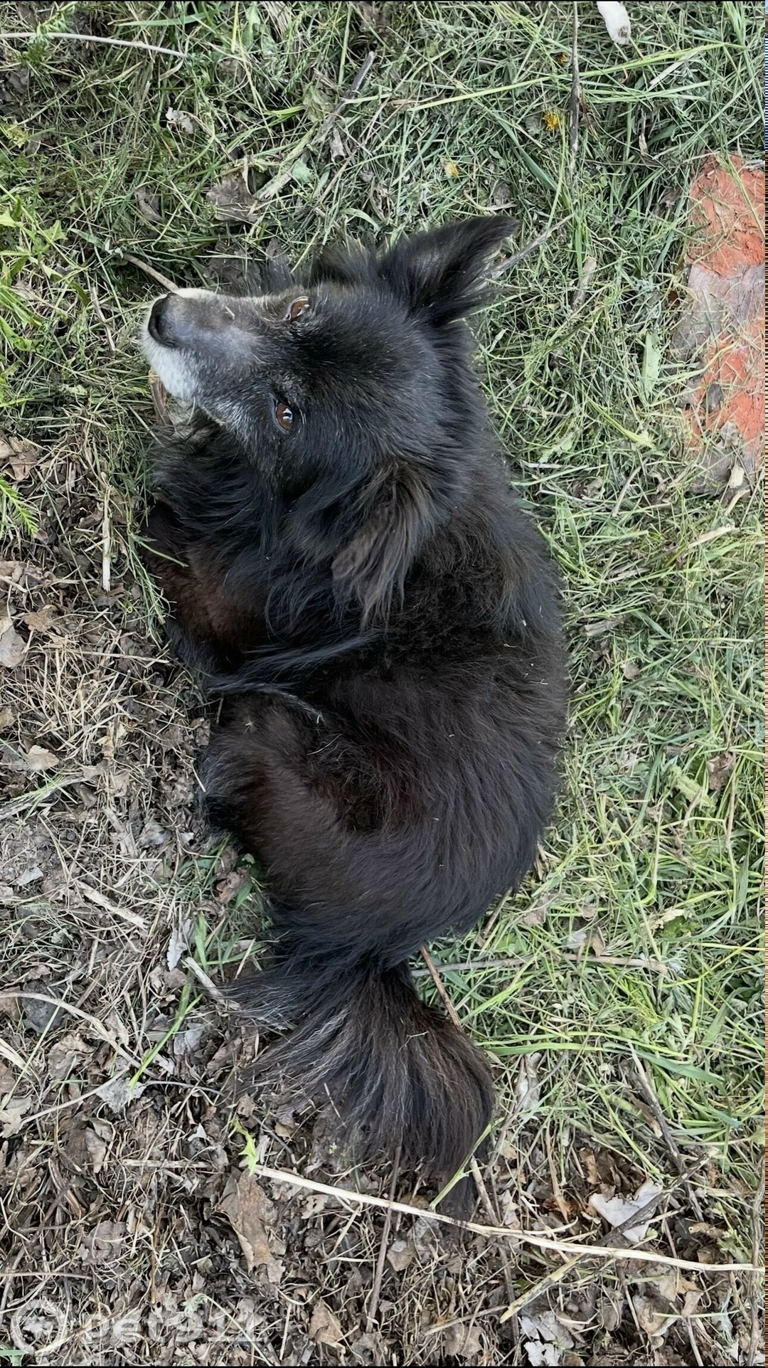 Пропала собака в Тамбове — фото объявления