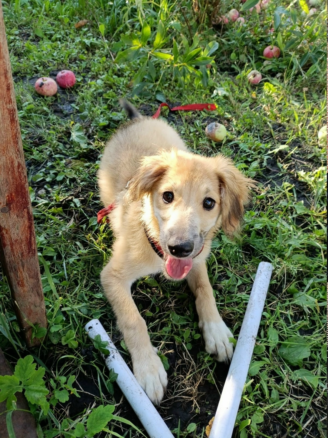 Найдена собака в Тамбове — фото объявления