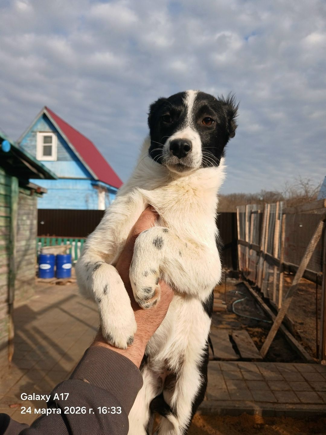 Найдена собака в Тамбове — фото объявления