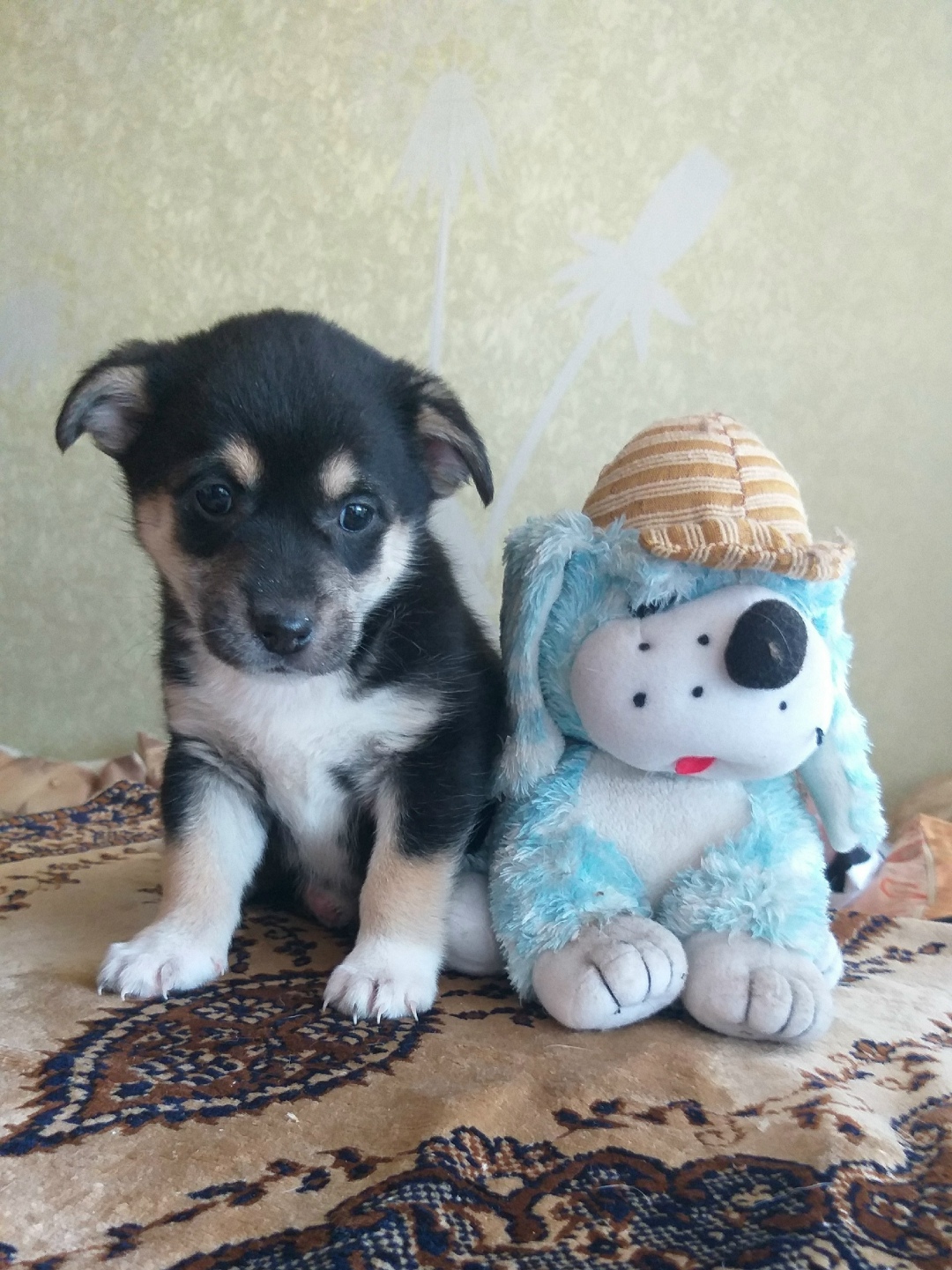 Найдена собака в Тамбове — фото объявления