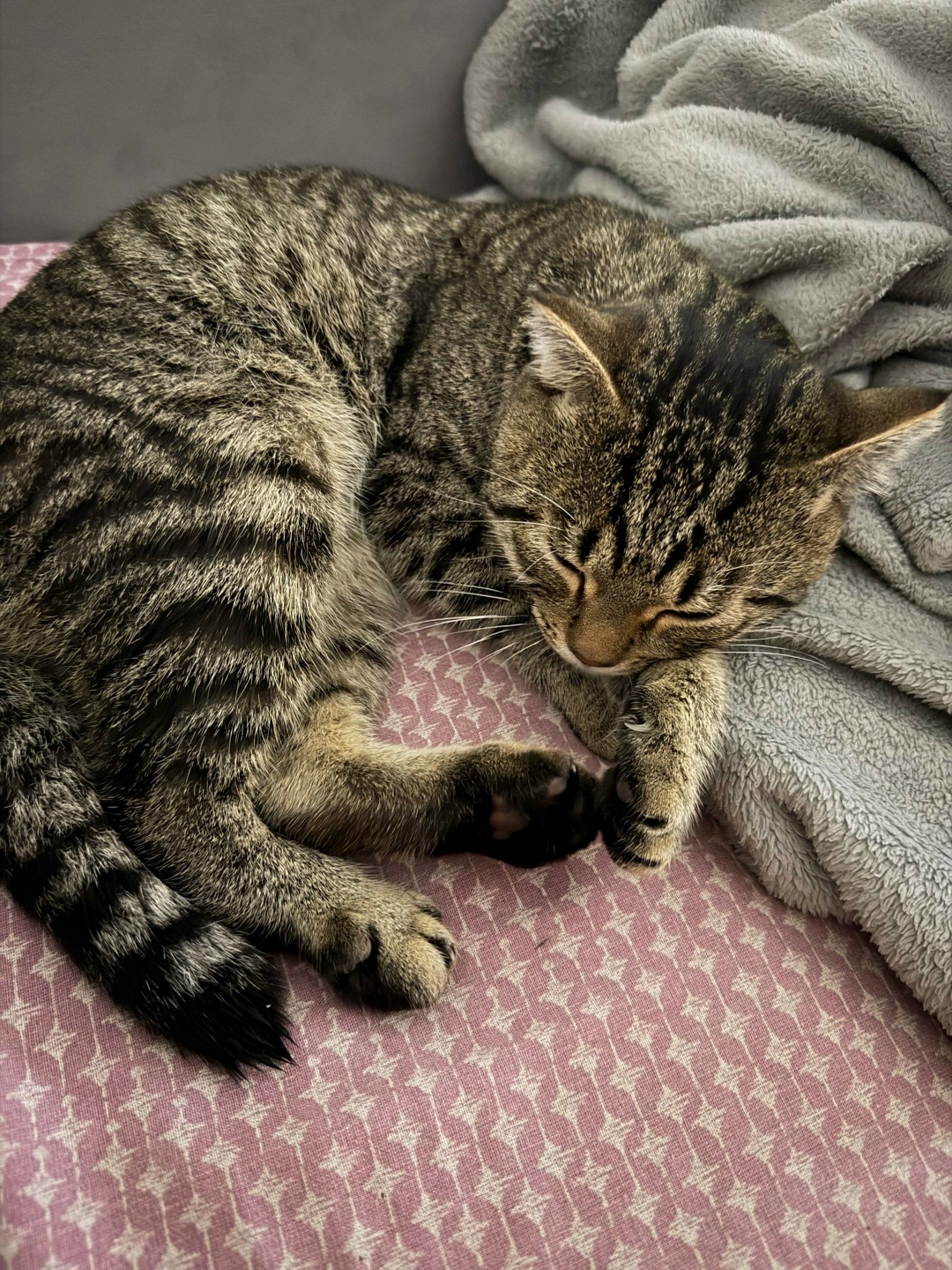 Найдена кошка в Тамбове — фото объявления