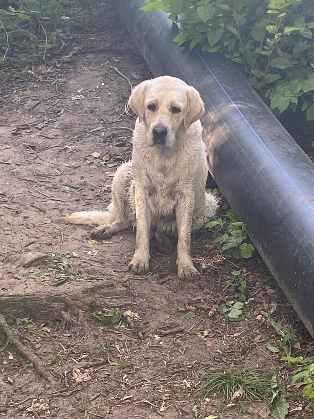Найдена собака в Тамбове — фото объявления
