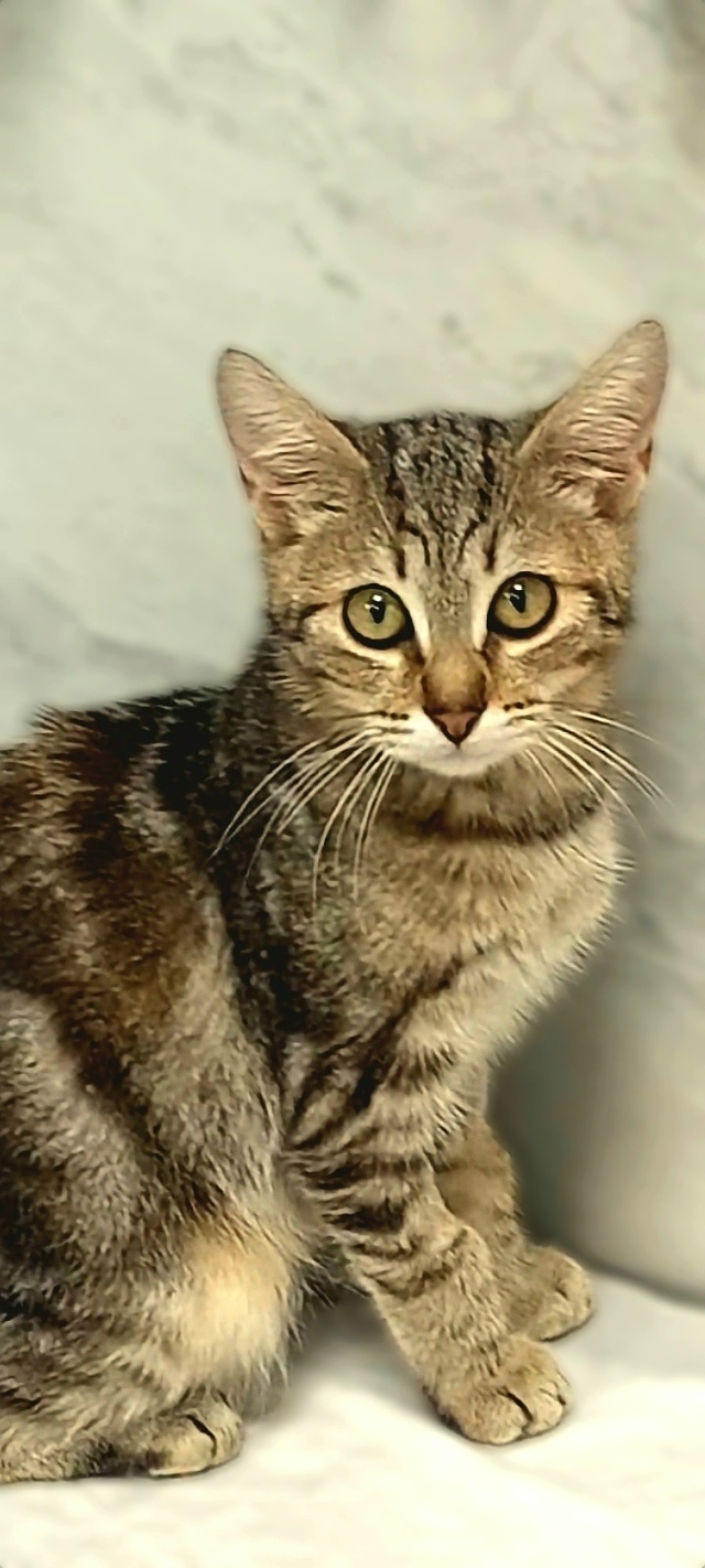 Найдена кошка в Тамбове — фото объявления