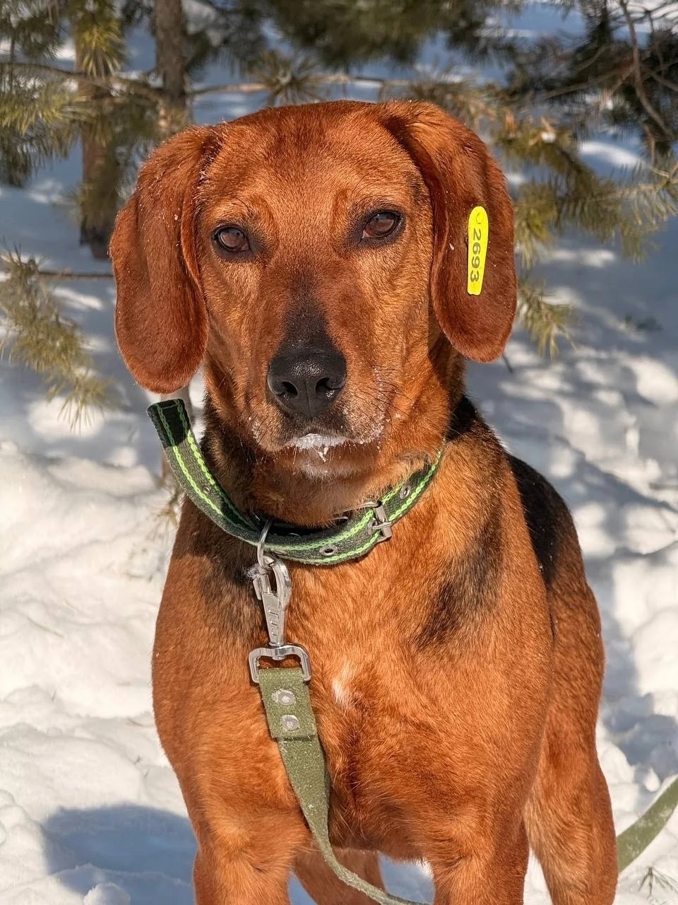 Пропала собака в Тамбове — фото объявления