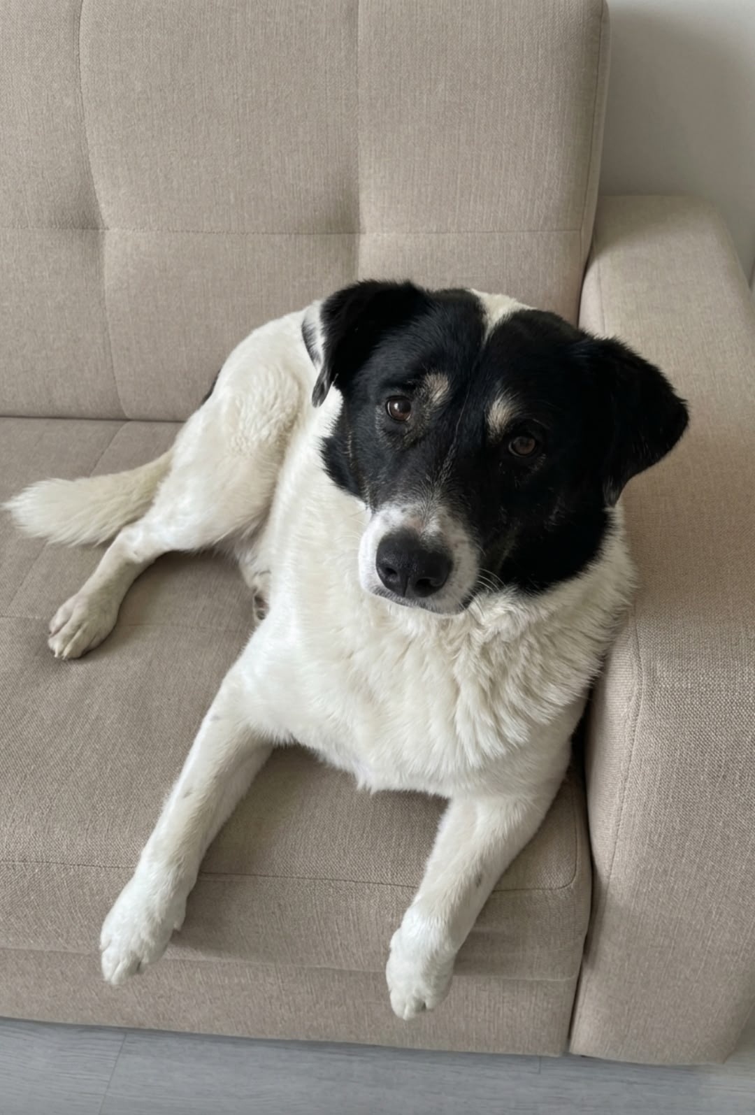 Найдена собака в Тамбове — фото объявления