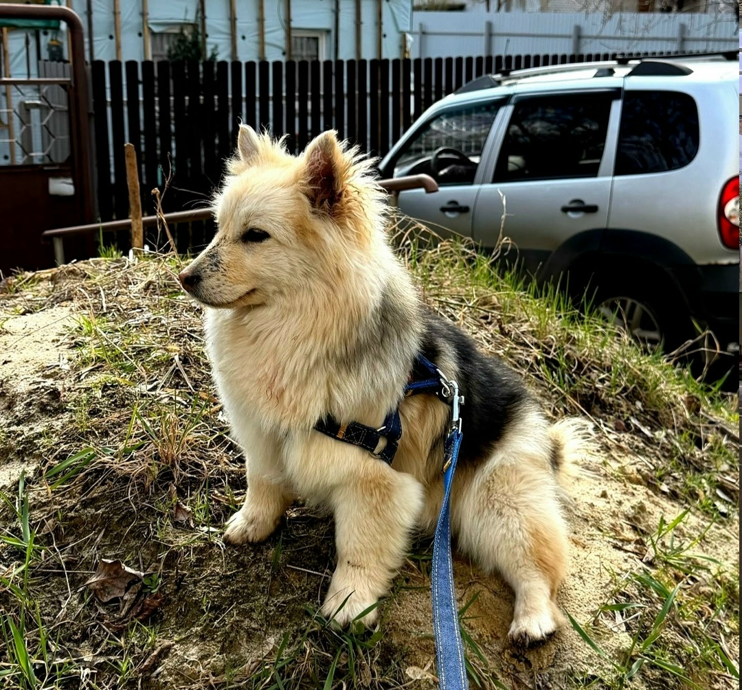 Найдена собака в Тамбове — фото объявления