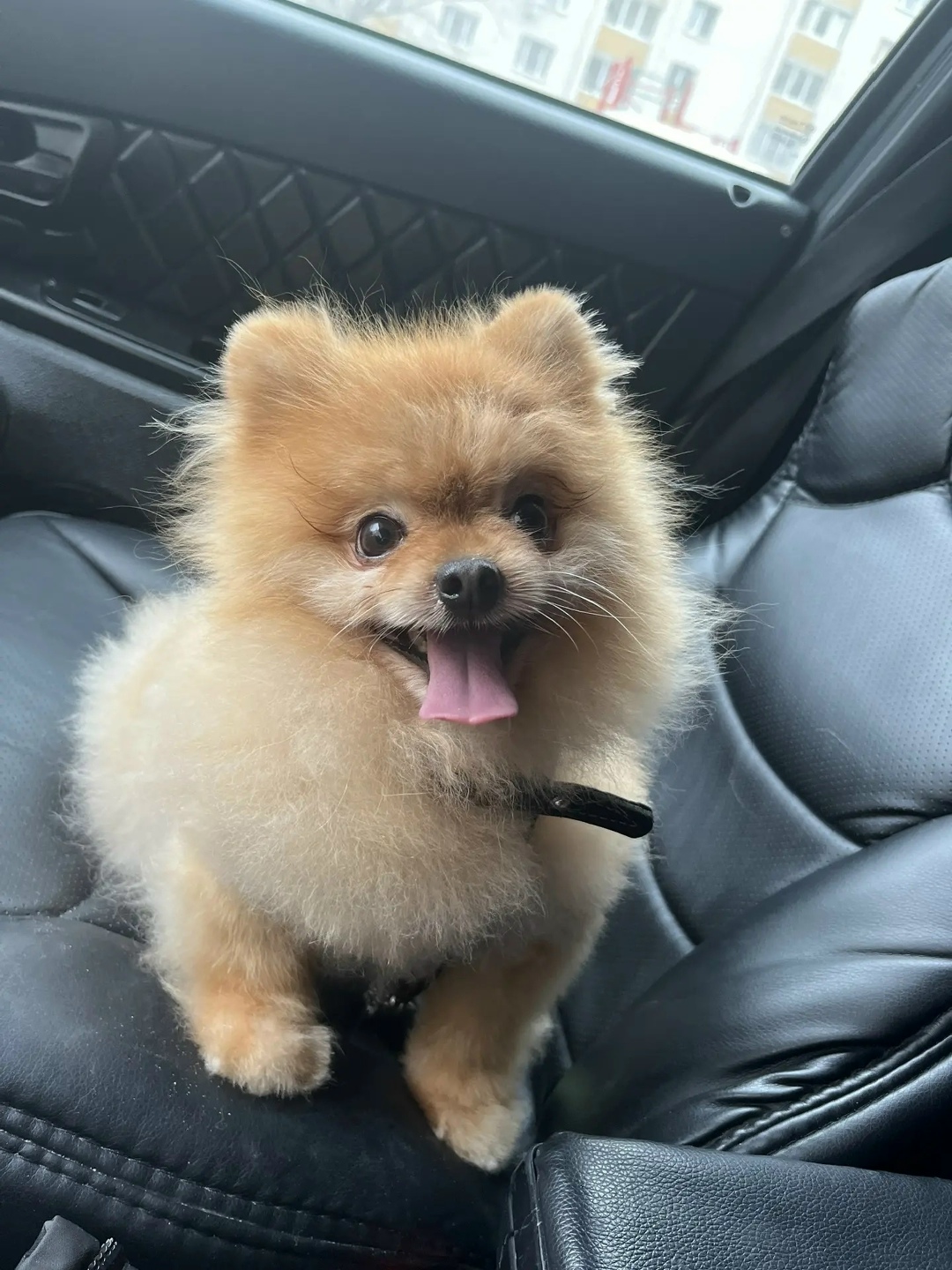 Пропала собака в Тамбове — фото объявления